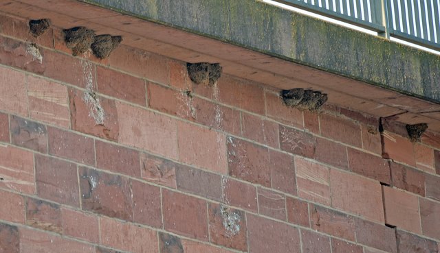 Auf der Nordseite der Mainbrücke ist noch genügend Platz für die 20 Doppelnisthilfen, die noch vor dem Eintreffen der Schwalben im Frühjahr angebracht werden.