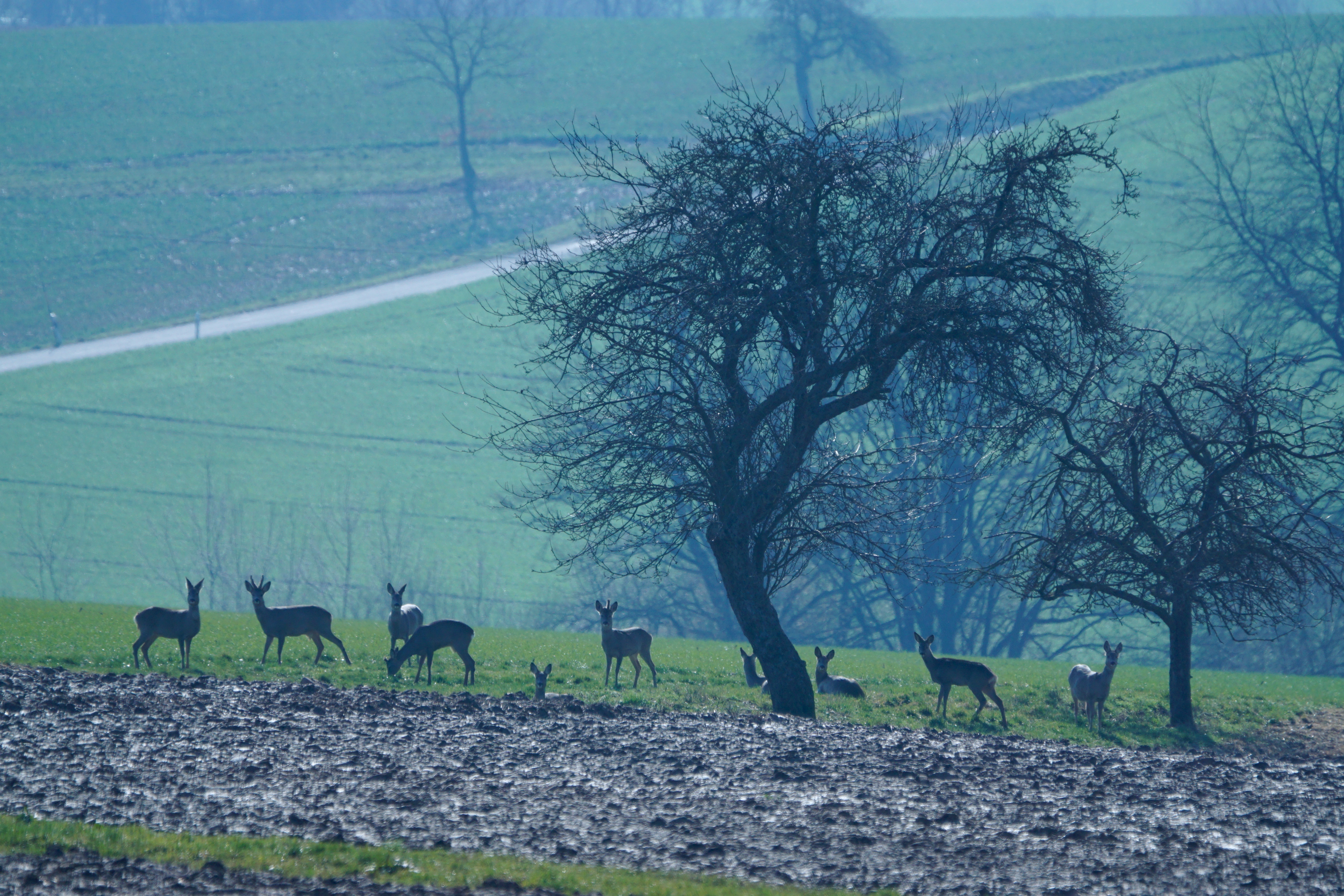 Der Regen ist vorüber. Die letzten Schneereste schmelzen in der Vorfrühlingssonne und ein Dutzend Rehe erfreut sich der wärmeren Temperaturen im ausklingenden Februar.