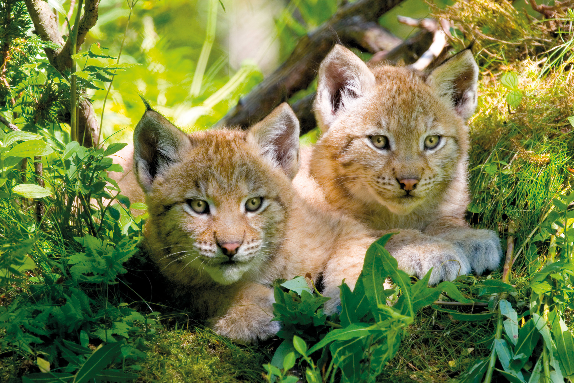 Luchskinder. Sie und ihresgleichen sind eine Bereicherung unserer Landschaften und Wälder. Copyright: BN Jürgen Schiersmann