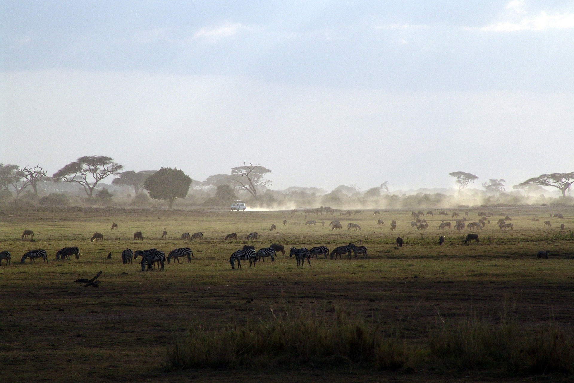 Nationalparks in Kenia - eine einzigartige Artenvielfalt und Heimat bedrohter Tierarten