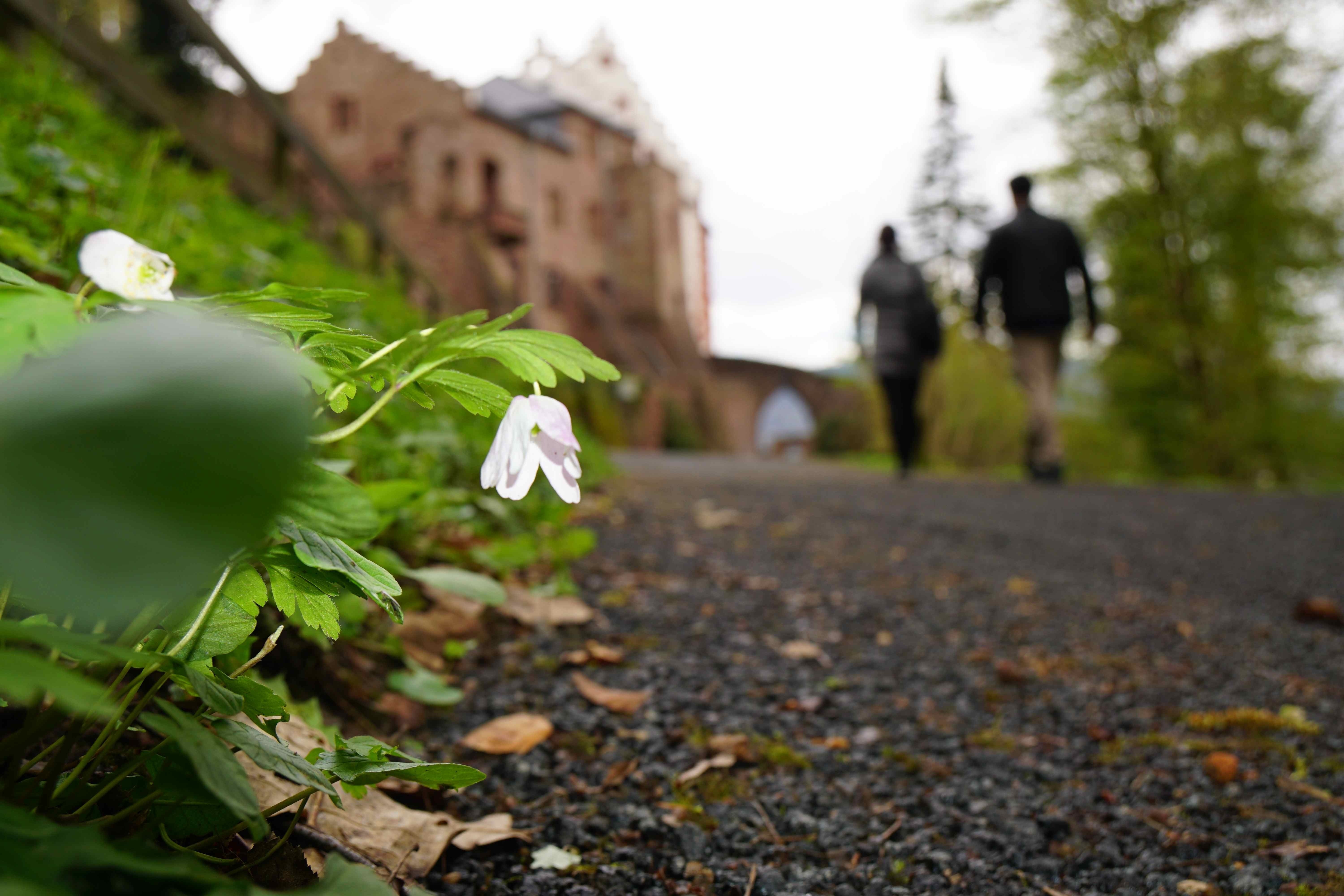 Auf zur Burg!