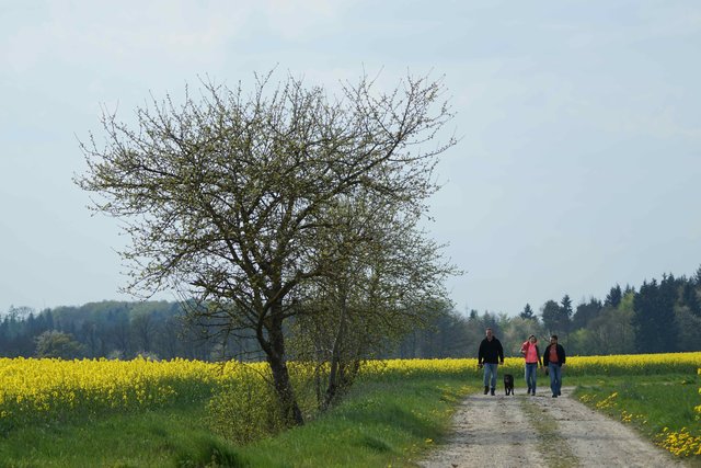 Auf historischen, mittelalterlichen Pfaden im Odenwald.
