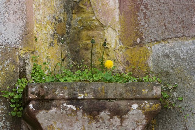 Klostermauer-Blümchen in Bronnbach.