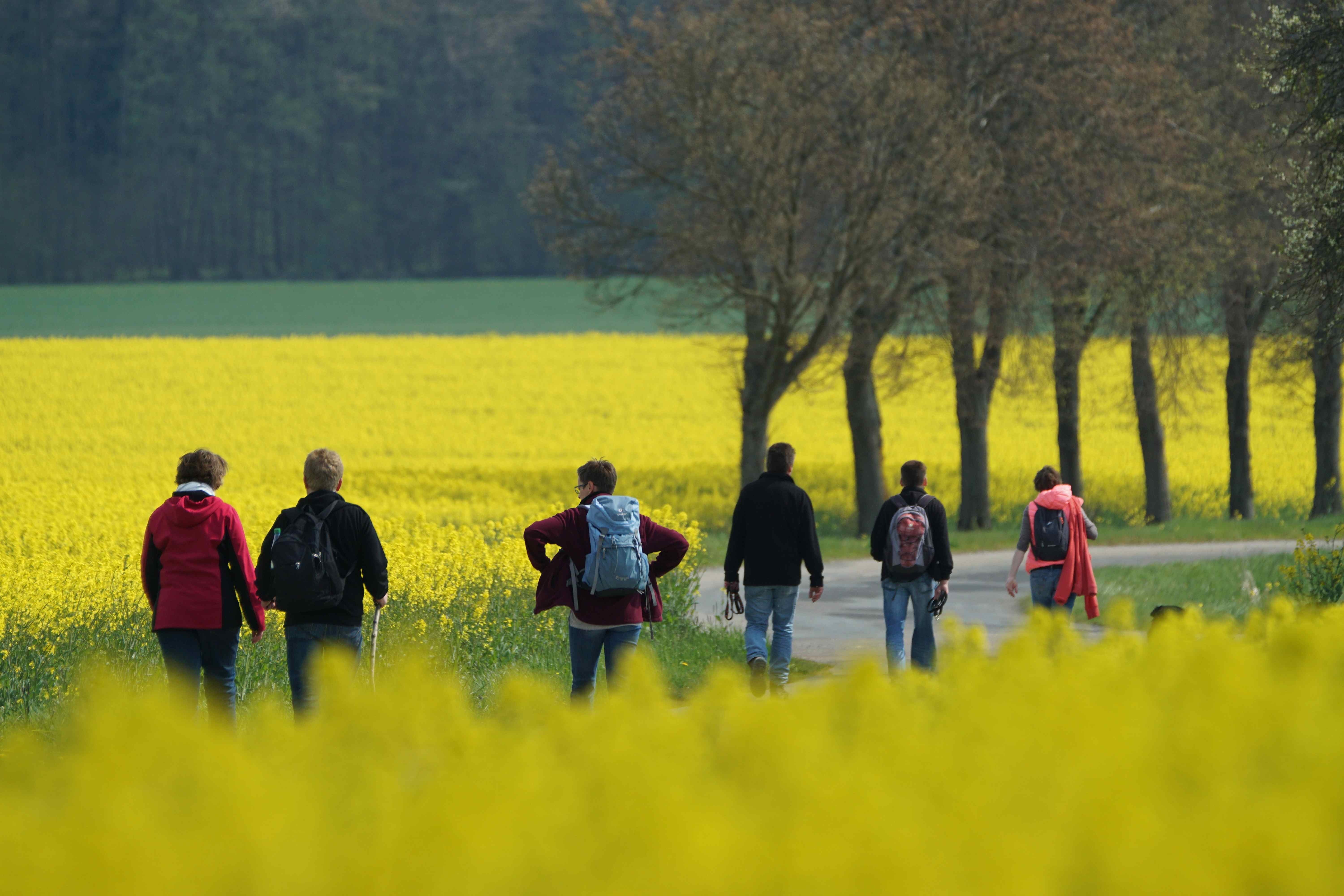 Maiwanderung zwischen Rapsfeldern. Gesehen im Odenwald.