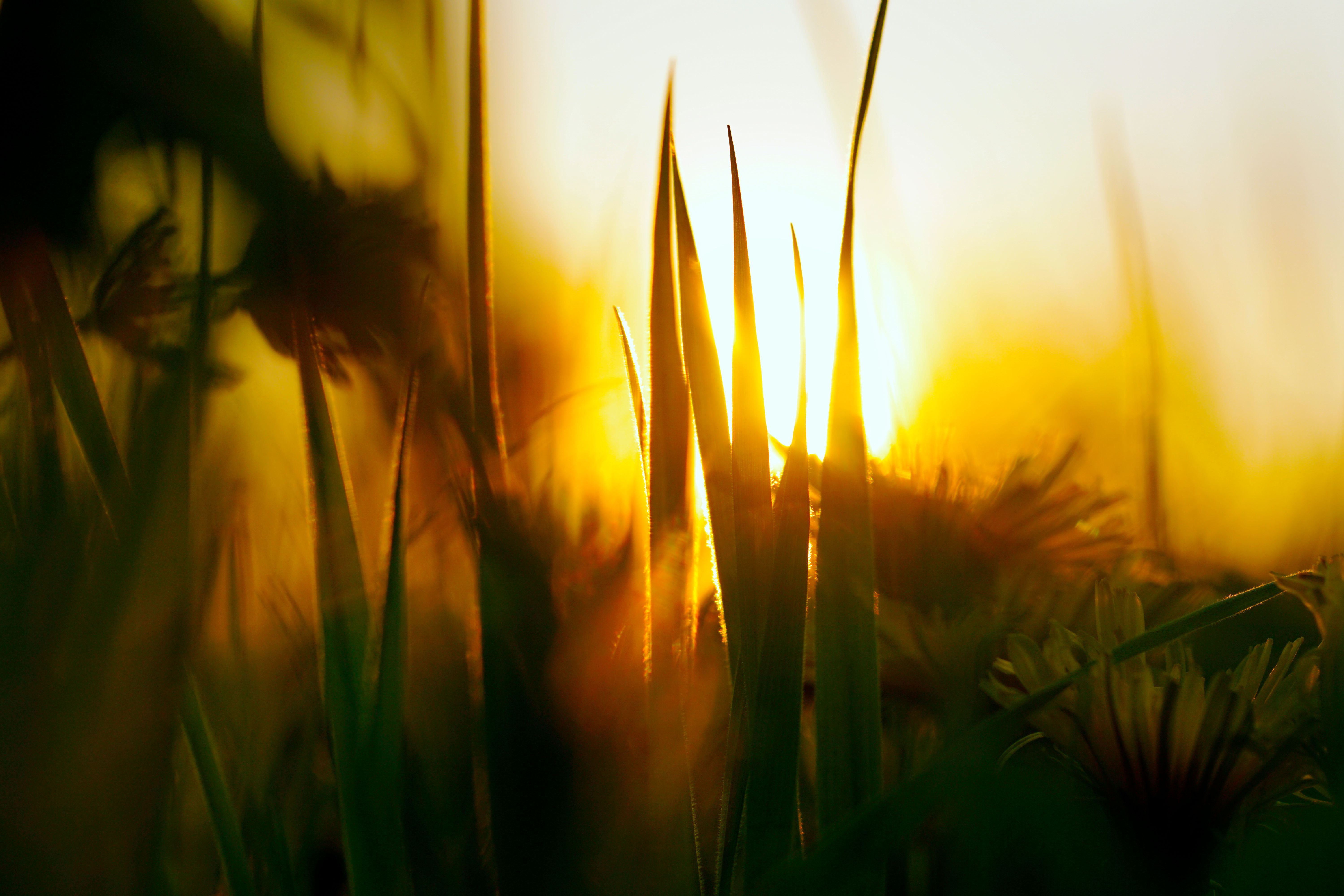 Im Gegenlicht.