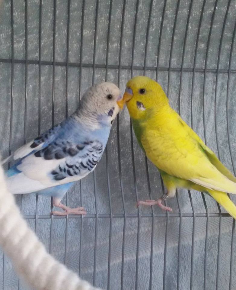 Arktos und Zaptos
