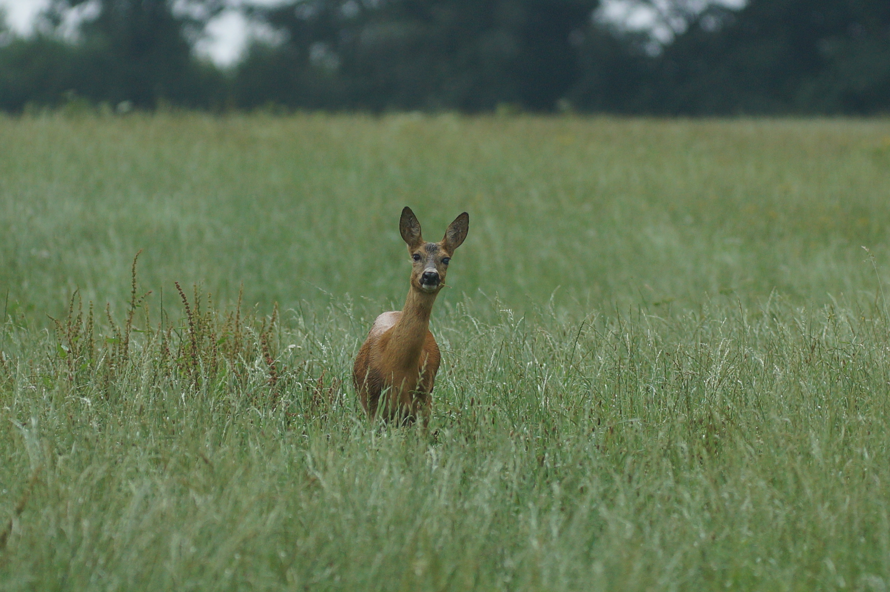 Reh im Gras.