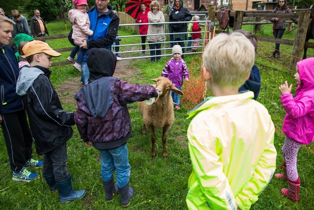 Weil das Muttertier nicht genügend Milch geben kann, wird Schaf "Brownie" gefüttert, außnahmsweise unter Beobachtung. Foto: Bianca Hein