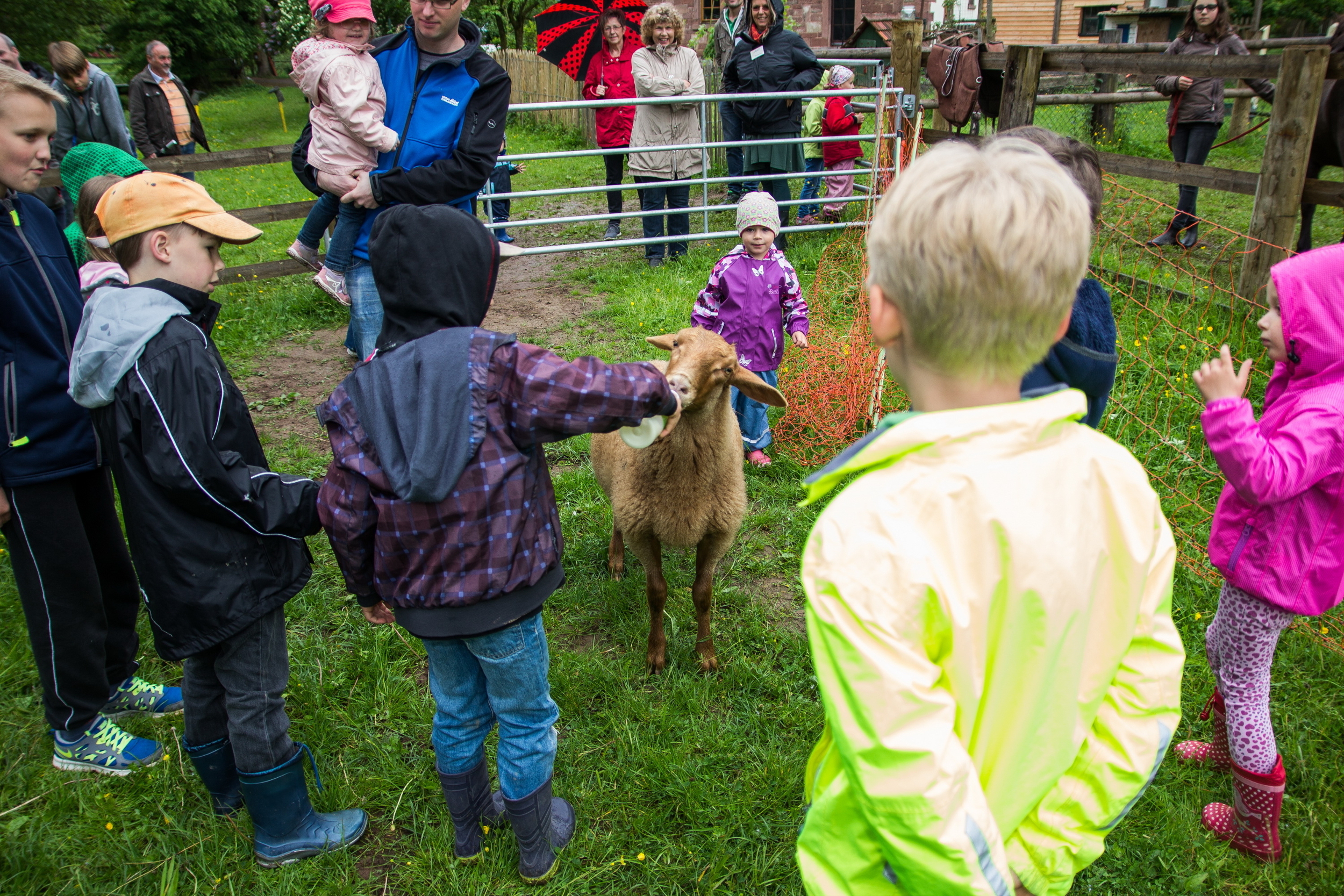 Weil das Muttertier nicht genügend Milch geben kann, wird Schaf "Brownie" gefüttert, außnahmsweise unter Beobachtung. Foto: Bianca Hein