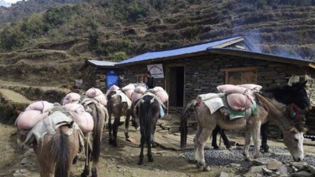 Wiederaufbau der Dorfschulen Jharlang, Puru und Lingjo im*District Dhading/Ganesh Himal/Nepal - Mulis mit Zement bei Ankunft in Peru | Foto: Roman Müller