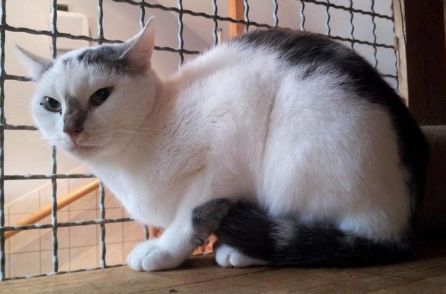 Azuro ( 2713 ) ist wie man auf dem Bild sieht ein noch sehr schüchterner Kater. Er kann aber auch miauend vor einem stehen und nach Futter verlangen. Kommt man ins Zimmer rein, schaut er einen erstmal skeptisch an. Hat man aber Leckerlies dabei, kann man die Azuro ohne Probleme vor die Nase legen. Streicheln kann man ihn auch, nur muss man sich darauf gefasst machen das er das kommentiert.
Azuro ist ca. 2 Jahre alt.