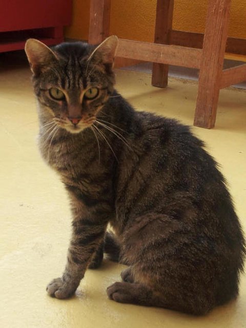 Layla ( 2508 ) ist eine 4 jährige neugierige Katzendame. Streicheln kann man sie am Besten beim Füttern. — – hier: Tierhilfe Miltenberg EV.