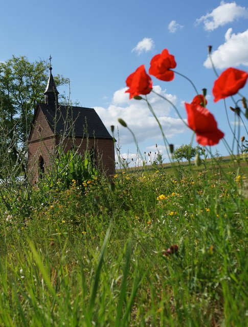 Klatschmohnblumen vor der Monbrunner Kapelle.