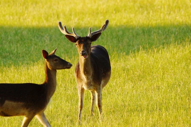 Monbrunner Damwild unter sich.