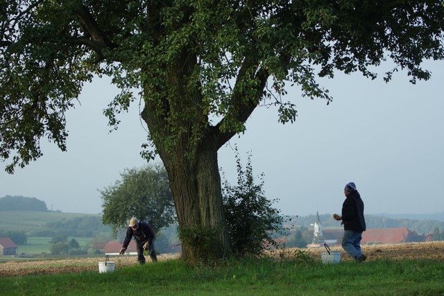 Birnen-Ernte bei Wenschdorf im Odenwald.