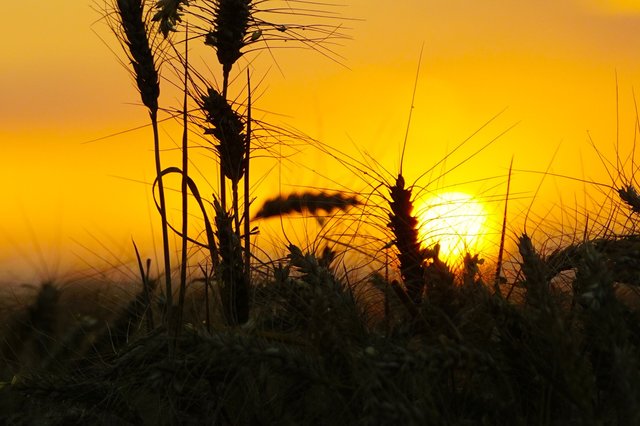 Ähren in der August-Abendsonne.