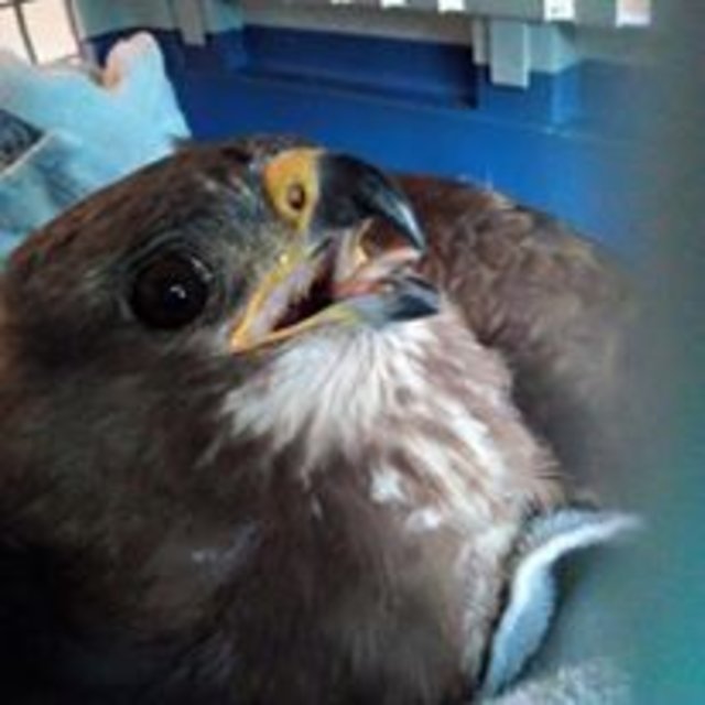 Mäusebussard