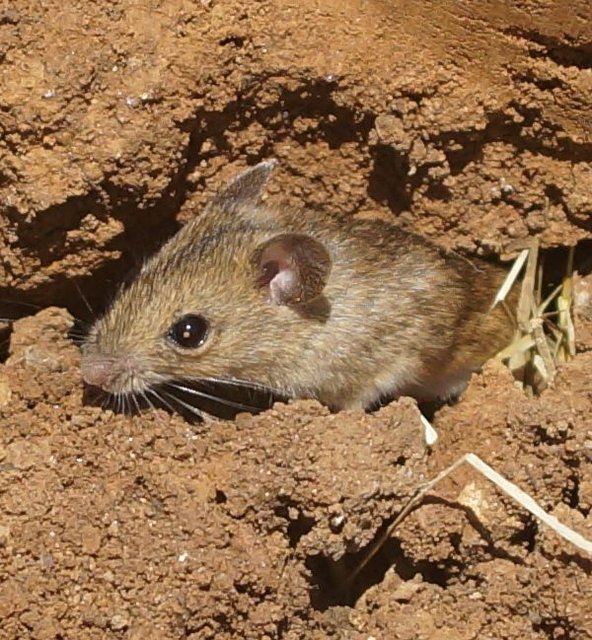 Schleiereule erbeuten hauptsächlich Kleinsäuger wie Feld- und Spitzmäuse, seltener Vögel und vereinzelt Amphibien, Reptilien und Großinsekten. Unverdauliche Nahrungsbestandteile (Knochen, Haare) werden in Form von so genannten Gewöllen ausgewürgt.
