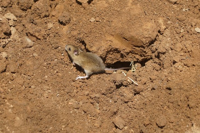 Schleiereule erbeuten hauptsächlich Kleinsäuger wie Feld- und Spitzmäuse, seltener Vögel und vereinzelt Amphibien, Reptilien und Großinsekten. Unverdauliche Nahrungsbestandteile (Knochen, Haare) werden in Form von so genannten Gewöllen ausgewürgt.