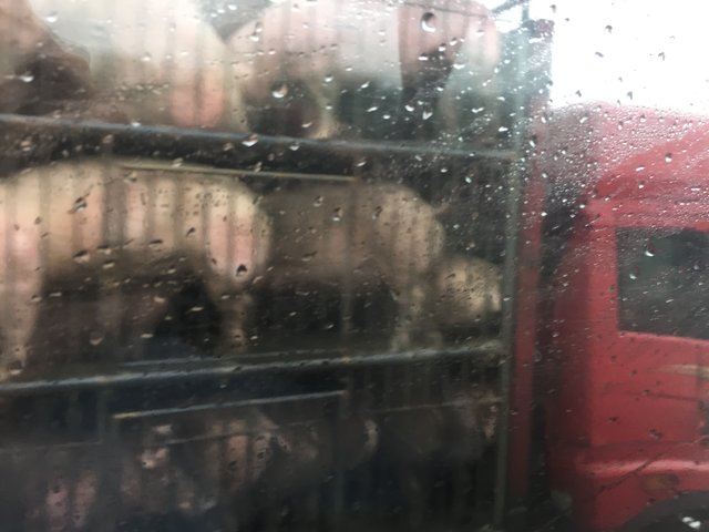 Schweinetranport