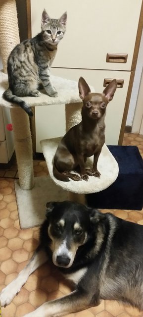 Von oben n. unten: Unser Schlummi,Kira & Abey