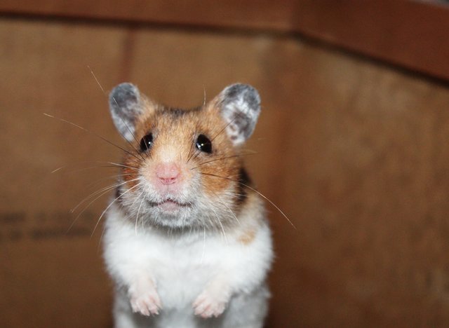 Goldhamster Amy☺
