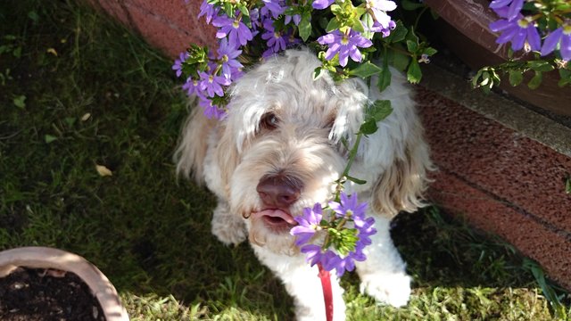Flowerpower
