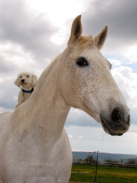 Pferd Bonnie mit Malteser Sunny