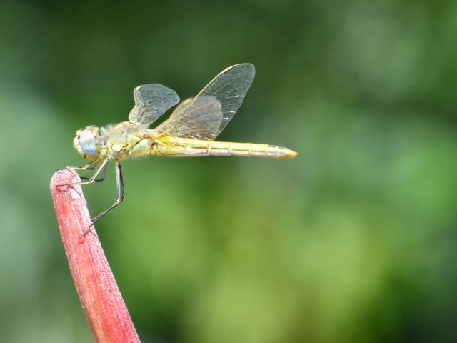 "Dragonfly" (Libelle), auf Kos, Sommer 2016