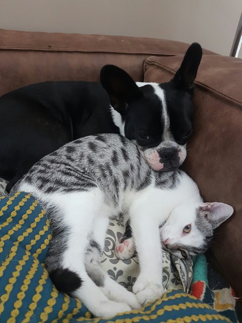 Unser Hundemädchen Mia und Kater Harry sind beste Freunde
