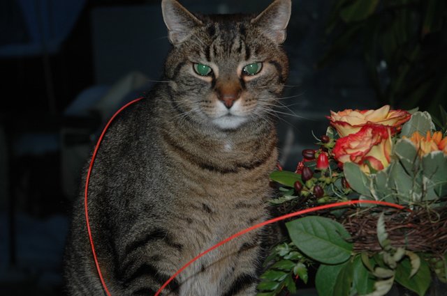 Im Rausch des Blumendufts