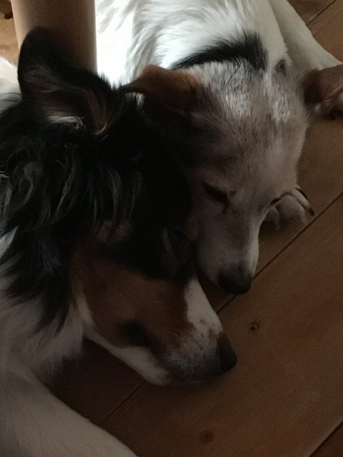Freunde für immer