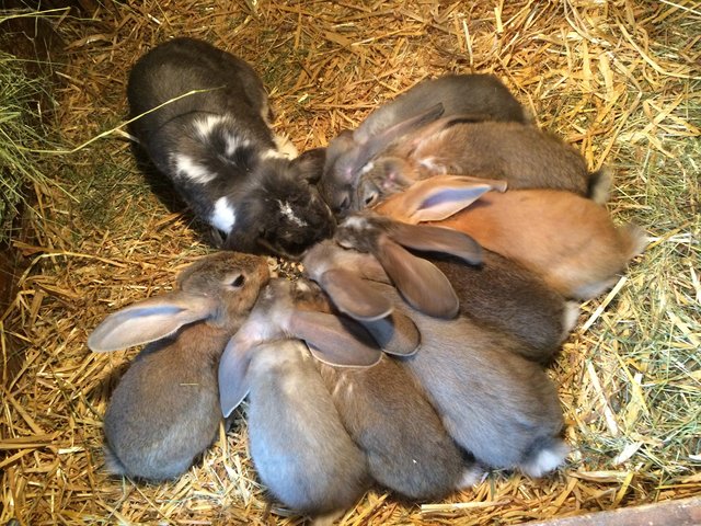 Familie Hase beim Abendbrot