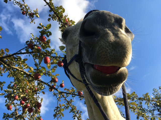 Mein Pferd beim "Herbstlichen Apfelessen"