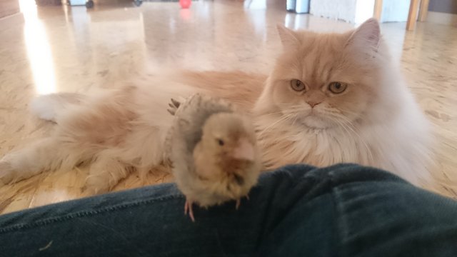 Vögel sind Freunde - kein Futter!