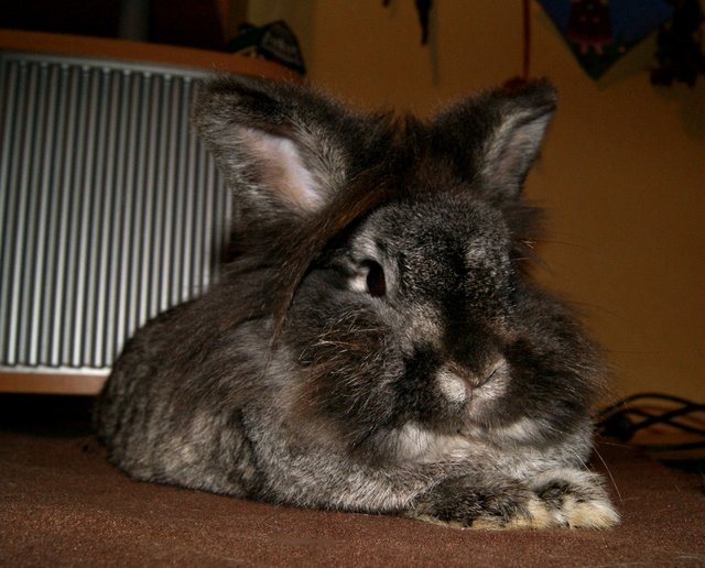 Unser kleiner Sonnenschein, Henry, bei seiner Lieblingsbeschäftigung: Dösen :)