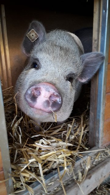 Die Gretl aus unserem Tiergehege im Elsavapark Elsenfeld