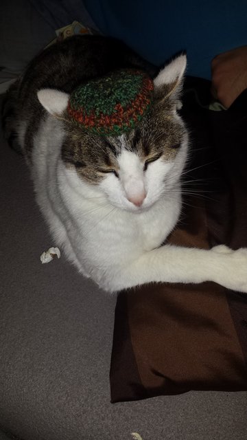 Mützenkatze