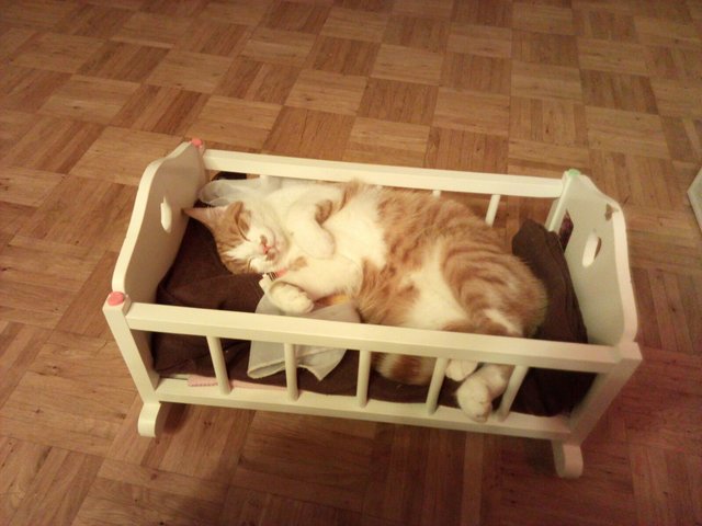Unser Timon macht Siesta (...im Puppenbett ;) )