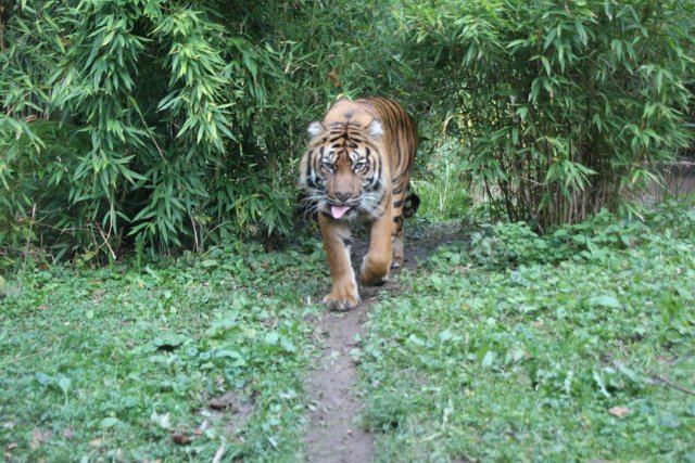 Tiger im Zoo Heidelberg