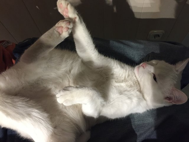 Schmusekatze