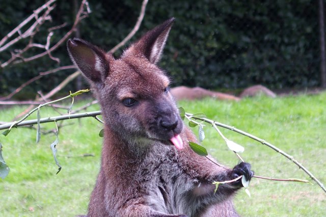 Bääähhhhh!