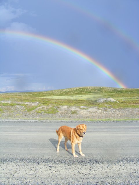 Puma unterm Regenbogen