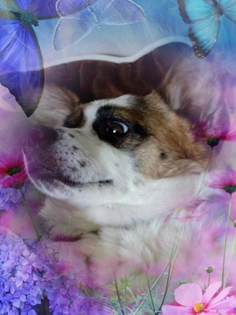 Meine Lusy