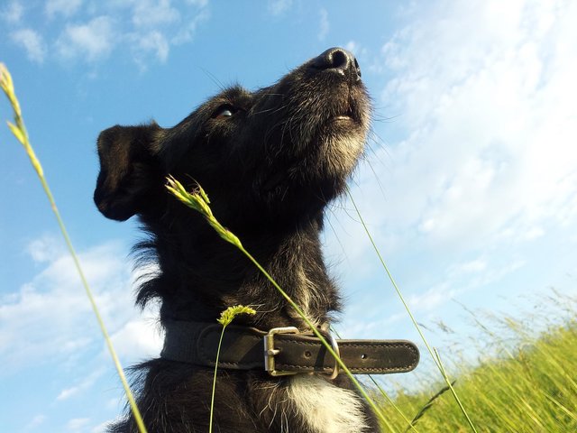 unser weltbester Hund & Baby Grashüpfer