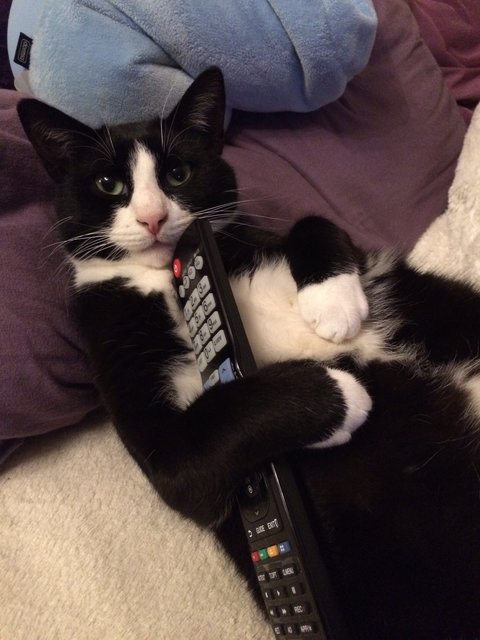 Bei uns bestimmt Felix das TV Programm