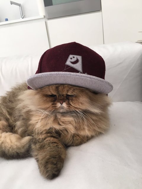 BouBou living in Monaco and Grosshuebach