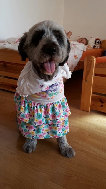 Flocke in ihrem Sommerkleid im Urlaub am Chiemsee