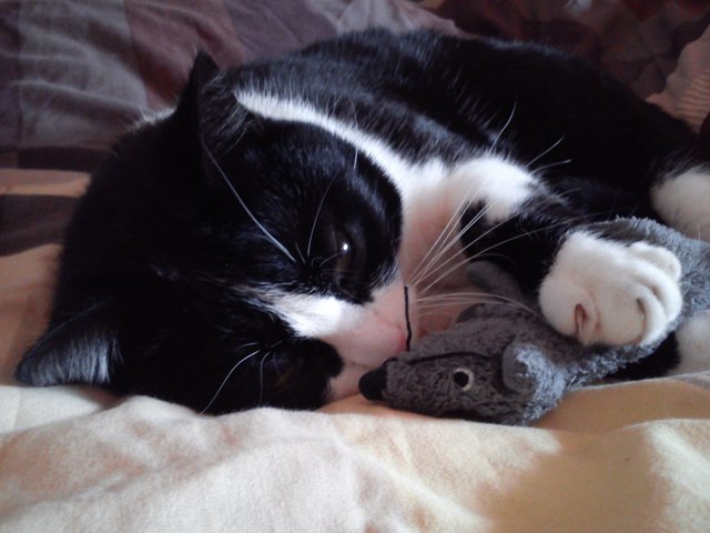 Cleo mit ihrer Schmusemaus :O)
