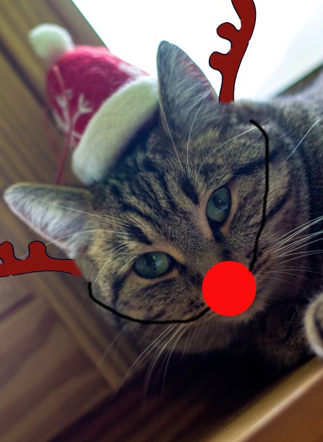 Cookie the red-nose-cat...